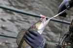 Een snoekbaars voor 1.060 Euro